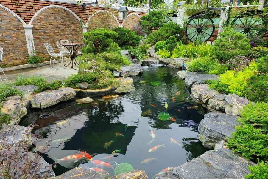 Cải tạo hồ cá Koi