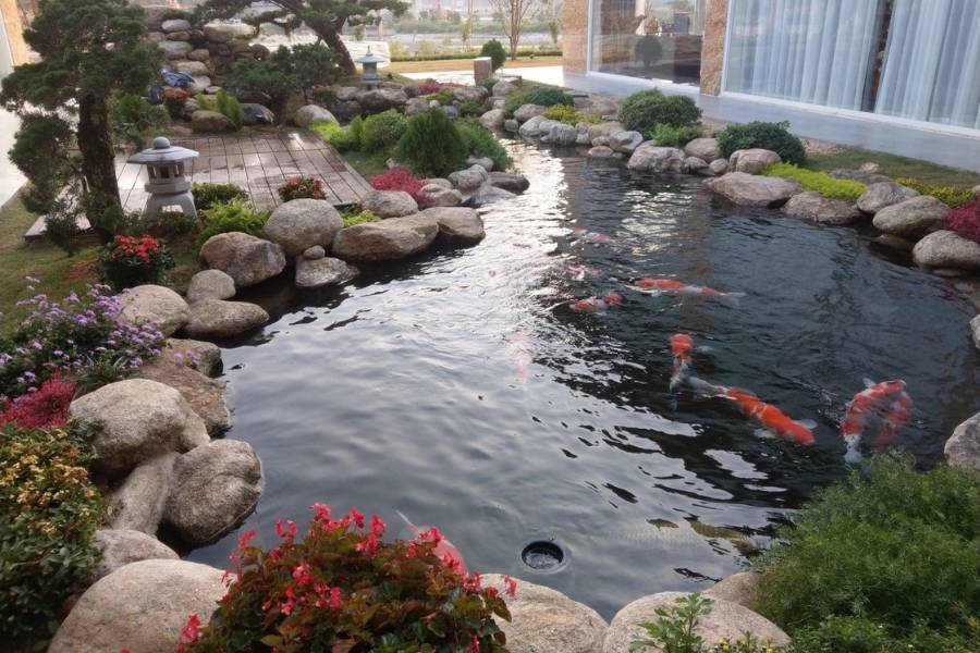 Cải tạo hồ cá Koi