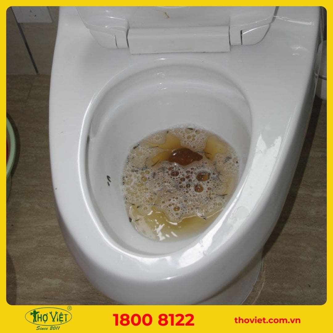 Chất thải bồn cầu bị trào ngược