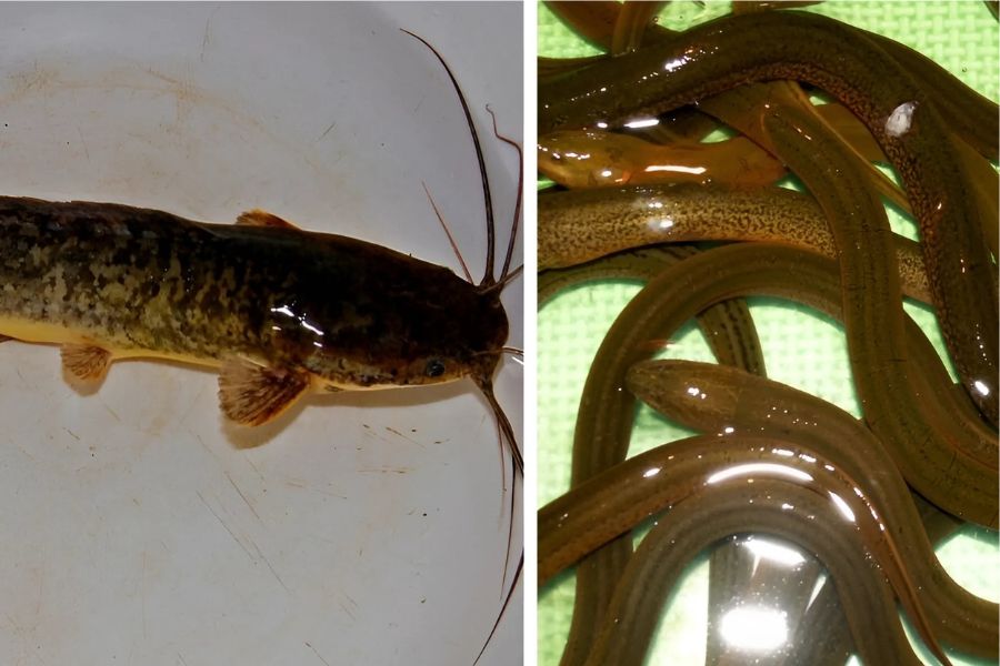 thông tắc cống nghẹt bằng cách thả cá lóc, cá trê hoặc lươn vào ống