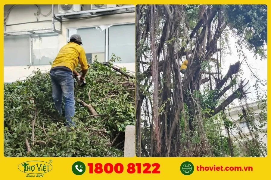 Dịch vụ chặt cây tại Thợ Việt