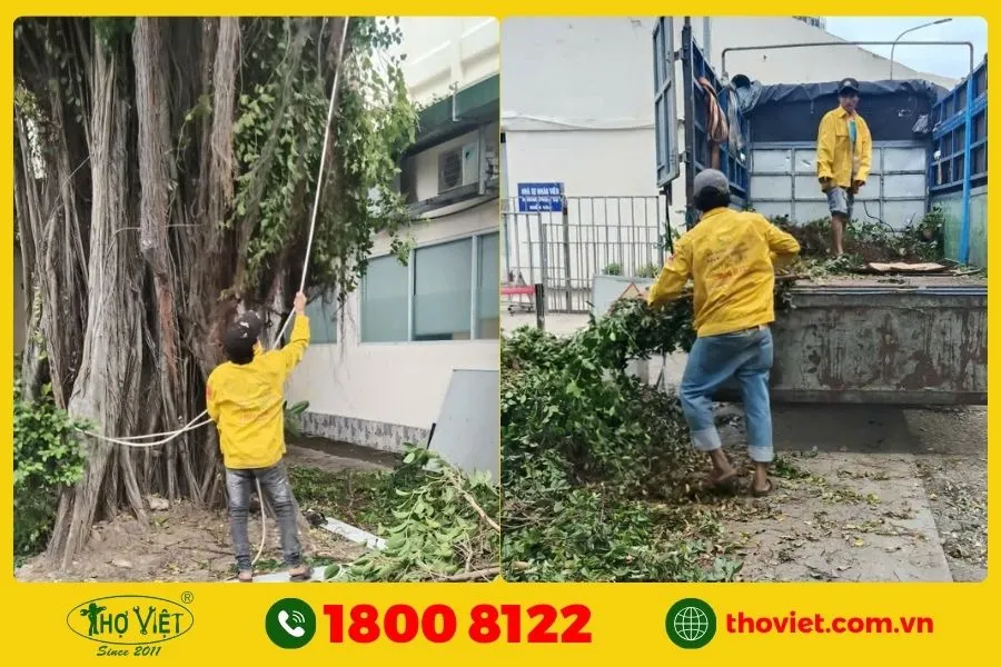 Cây xanh lâu năm, kích thước quá lớn