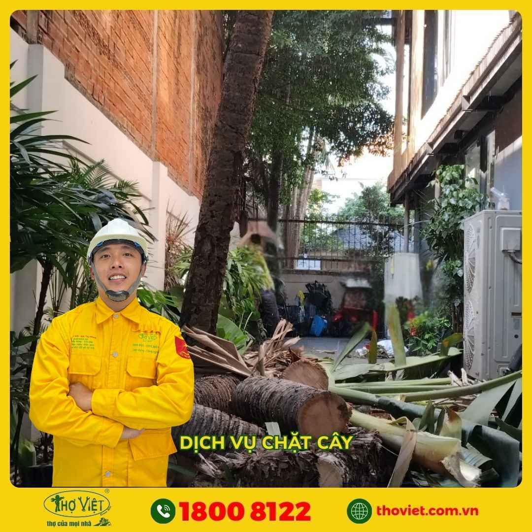 Thợ Việt để chặt cây, cành lá cây xanh