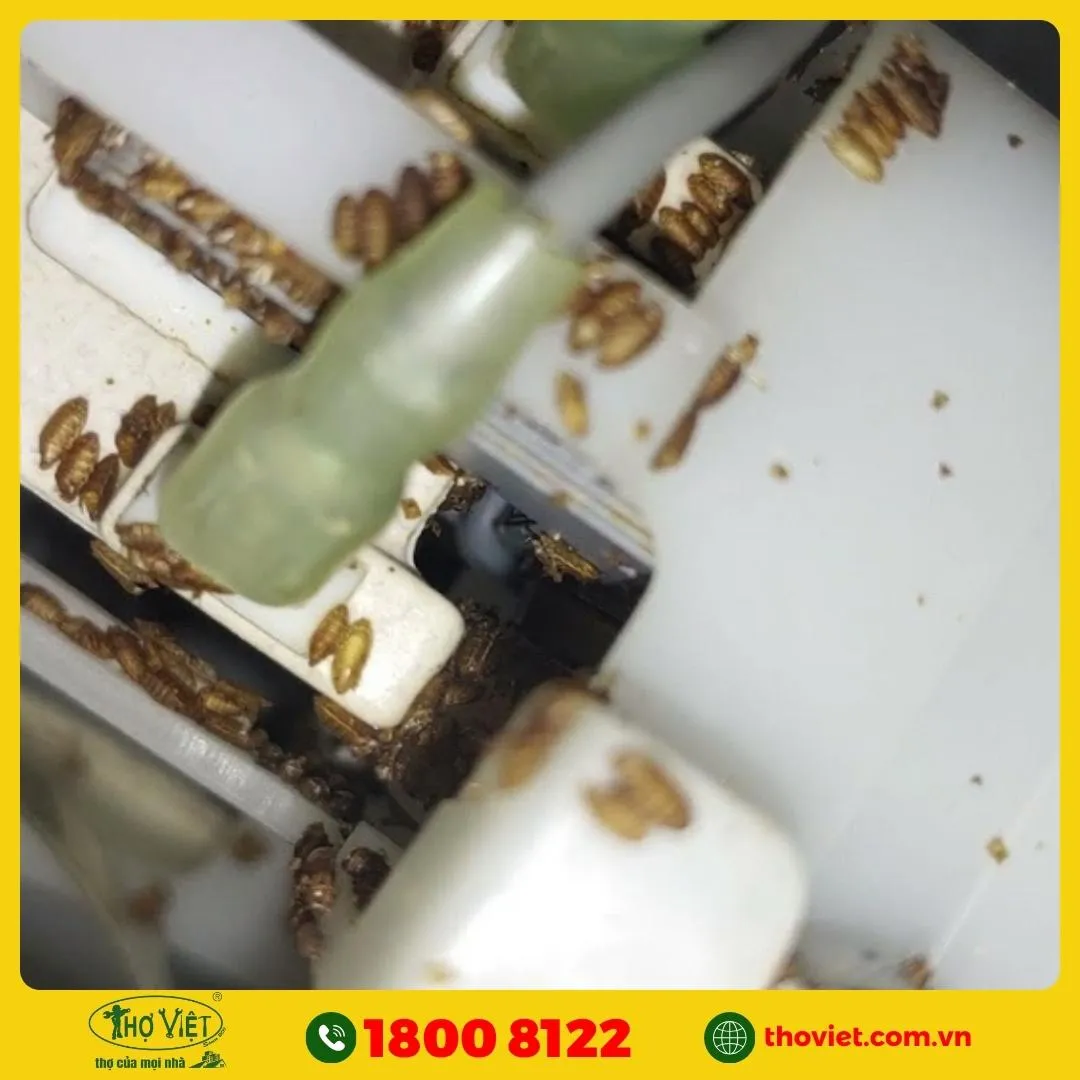 Nguyên nhân khiến tủ lạnh có dòi 