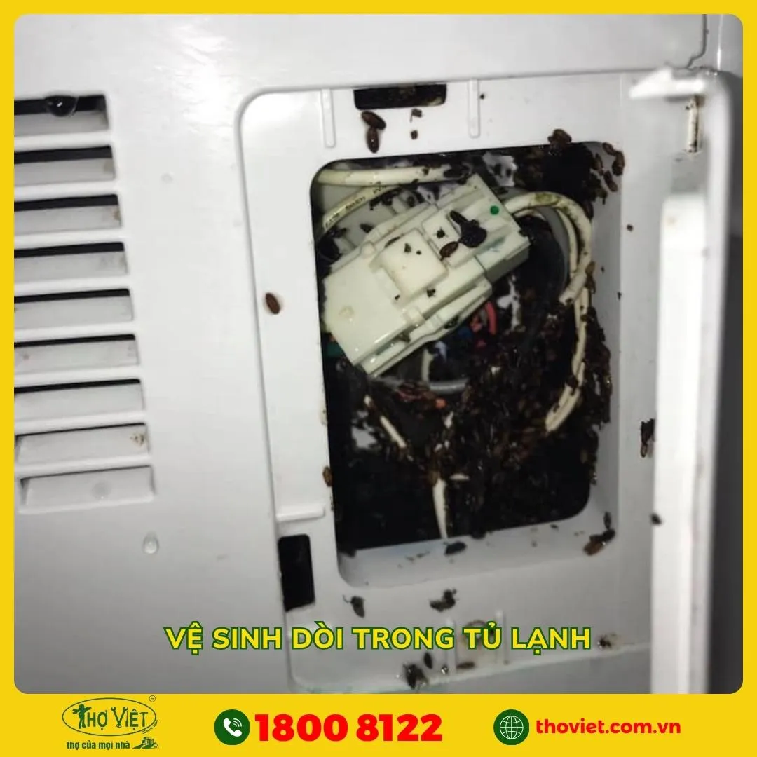 Vệ sinh dòi trong tủ lạnh