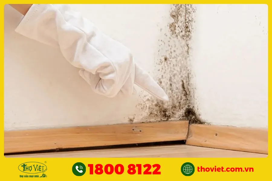 Tác hại của tường bị rêu mốc